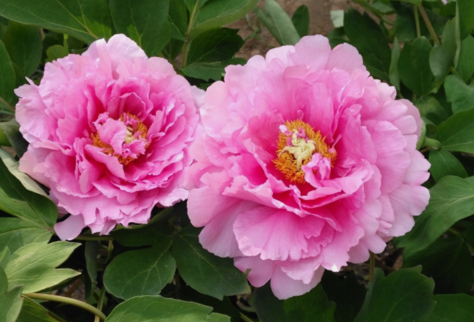 牡丹籽油精煉脫酸，企鵝機械設備較好掌控生產條件(圖1)