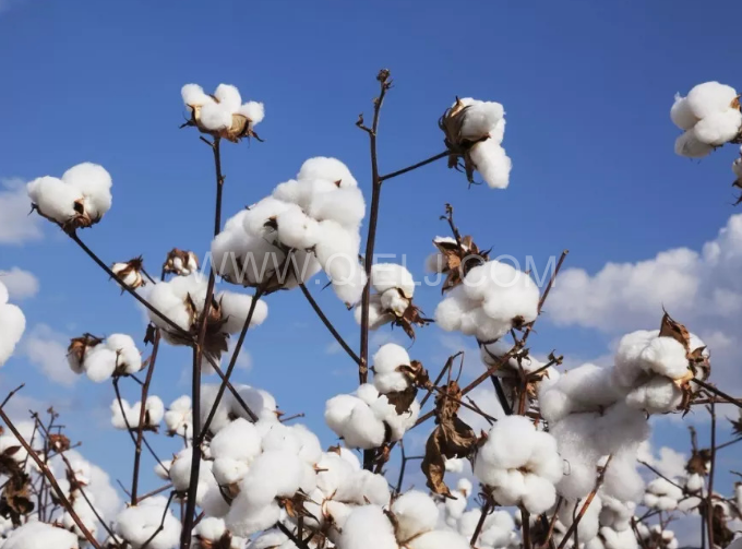 棉籽油精煉設備，充分脫離棉酚生產健康營養油(圖1)